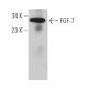 FGF-7 Antibody (A-9) - Western Blotting - Image 361840