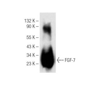 FGF-7 Antibody (F-9) - Western Blotting - Image 141532