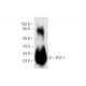 FGF-7 Antibody (F-9) - Western Blotting - Image 141532
