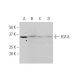 FGF-8 Antibody (2A10) - Western Blotting - Image 352112 