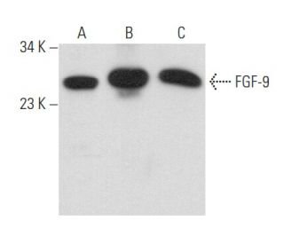 FGF-9 Antibody (A-4) - Western Blotting - Image 357755 