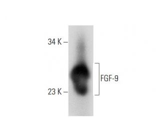 FGF-9 Antibody (H-4) - Western Blotting - Image 308150 