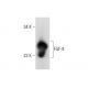 FGF-9 Antibody (H-4) - Western Blotting - Image 308151