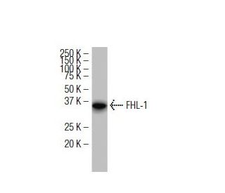 FHL-1 Antibody (L9-42) - Western Blotting - Image 34412 
