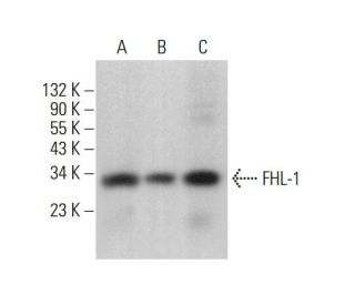 FHL-1 Antibody (H-4) - Western Blotting - Image 377705Each CRISPR/Cas9 Knockout (KO) Plasmid product consists of a pool of 3 plasmids designed to ensure identification and cleavage of a specific gene for maximum knockout efficiency. Each plasmid encodes a unique 20 nt sequence derived from the GeCKO (v2) library.