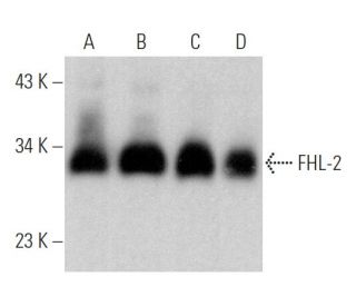 FHL-2 Antibody (F-1) - Western Blotting - Image 369330 