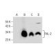 FHL-2 Antibody (F4B2-B11) - Western Blotting - Image 281424 