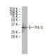 FHL-5 Antibody (F-26) - Western Blotting - Image 34411 