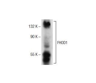 FHOD1 Antibody (B-6) - Western Blotting - Image 141304 