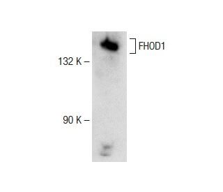 FHOD1 Antibody (D-6) - Western Blotting - Image 141534 