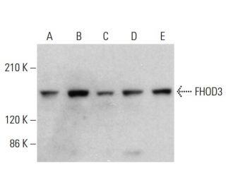 FHOD3 Antibody (G-5) - Western Blotting - Image 376091 