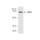 SIM2s (C-15): sc-8715. Western blot analysis of SIM2s expression in FHs 173We whole cell lysate.