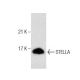 STELLA Antibody (D-5) - Western Blotting - Image 159905 