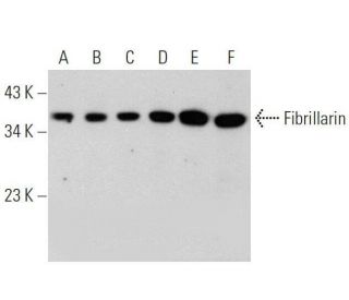Fibrillarin Antibody (G-4) - Western Blotting - Image 359429