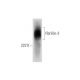 fibrillin-2 Antibody (H-10) - Western Blotting - Image 299439