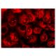 Fibrinogen α Antibody (UC45) - Immunofluorescence - Image 142909