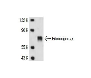 Fibrinogen α Antibody (1F7) - Western Blotting - Image 13509Each CRISPR/Cas9 Knockout (KO) Plasmid product consists of a pool of 3 plasmids designed to ensure identification and cleavage of a specific gene for maximum knockout efficiency. Each plasmid encodes a unique 20 nt sequence derived from the GeCKO (v2) library.