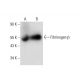 Fibrinogen β Antibody (E-5) - Western Blotting - Image 304519 