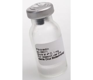 Fibronectin: sc-29011...