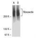 Fibronectin Antibody (Fn-3) - Western Blotting - Image 15767