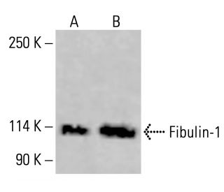 Fibulin-1 Antibody (B-2) - Western Blotting - Image 414603 