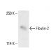 Fibulin-2 Antibody (3B9A11) - Western Blotting - Image 411780