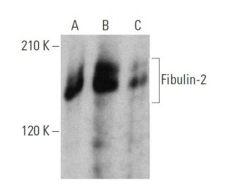 Fibulin-2 Antibody (H-5) - Western Blotting - Image 359570 