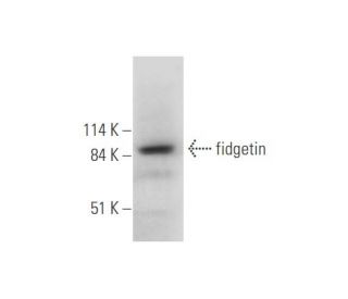 fidgetin Antibody (F-2) - Western Blotting - Image 333635 