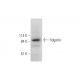 fidgetin Antibody (F-2) - Western Blotting - Image 333635 