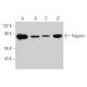 fidgetin Antibody (F-2) - Western Blotting - Image 364969 