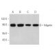 fidgetin Antibody (F-2) - Western Blotting - Image 367376