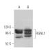 FIGNL1 Antibody (F-11) - Western Blotting - Image 372017