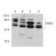 FIGNL1 Antibody (F-11) - Western Blotting - Image 372026 
