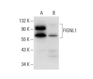 FIGNL1 Antibody (F-11) - Western Blotting - Image 308073Each CRISPR/Cas9 Knockout (KO) Plasmid product consists of a pool of 3 plasmids designed to ensure identification and cleavage of a specific gene for maximum knockout efficiency. Each plasmid encodes a unique 20 nt sequence derived from the GeCKO (v2) library.