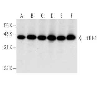 FIH-1 Antibody (F-11) - Western Blotting - Image 316255 