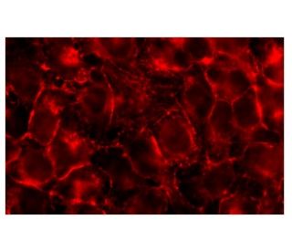 Filamin 1 Antibody (1.BB.804) - Immunofluorescence - Image 135312 