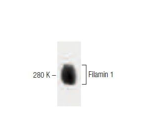 Filamin 1 Antibody (5) - Western Blotting - Image 60313