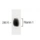 Filamin 1 Antibody (5) - Western Blotting - Image 60313
