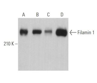 Filamin 1 Antibody (G-9) - Western Blotting - Image 361048 