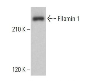 Filamin 1 Antibody (G-9) - Western Blotting - Image 379208The Double Nickase Plasmid features a U6 promoter for sgRNA expression, a 20 nt targeting sequence, and a gRNA scaffold to guide Cas9n. It includes a CBh promoter for Cas9n (D10A) and puromycin resistance, GFP for transfection verification, and nuclear localization signals (NLS). The 2A peptide allows co-expression of Cas9n and Puro from a single promoter, enabling precise genome editing with reduced off-target effects.