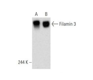 Filamin 3 Antibody (A-4) - Western Blotting - Image 135971 