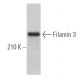 Filamin 3 Antibody (B-7) - Western Blotting - Image 365184