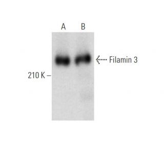 Filamin 3 Antibody (D-10) - Western Blotting - Image 319560 