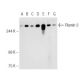 Filamin 3 Antibody (D-6) - Western Blotting - Image 93653 