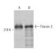 Filamin 3 Antibody (D-6) - Western Blotting - Image 365140