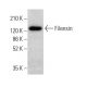 Filensin Antibody (UR12) - Western Blotting - Image 380940