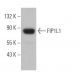 FIP1L1 Antibody (C-10) - Western Blotting - Image 369073