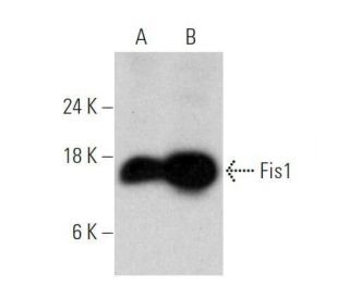 Fis1 Antibody (B-5) - Western Blotting - Image 356190 