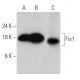 Fis1 Antibody (D-9) - Western Blotting - Image 356189 