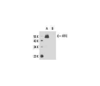FITC Antibody (FITC-11) - Western Blotting - Image 17599 